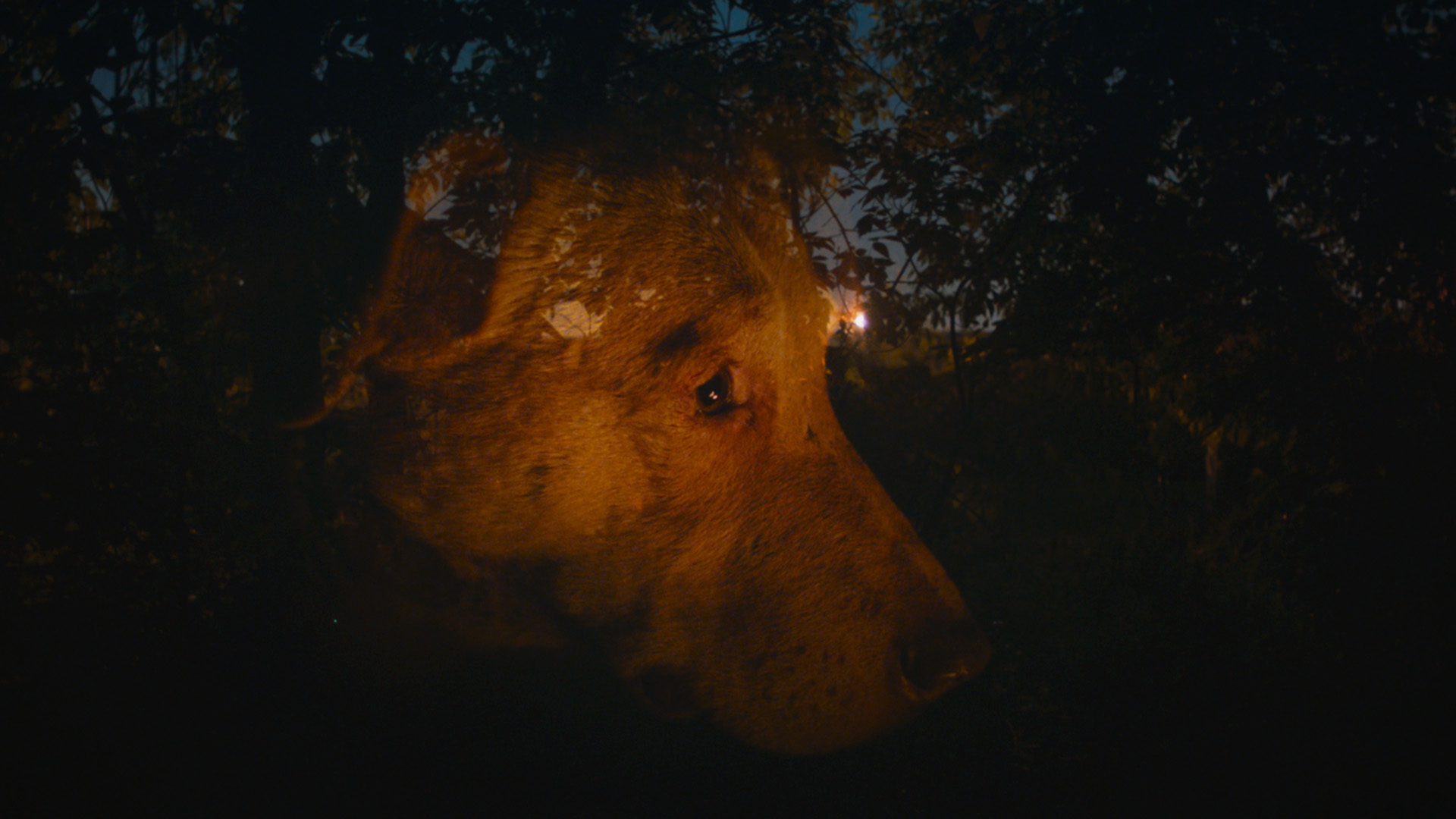 Hangi İnsan Hakları? Film Festivali4